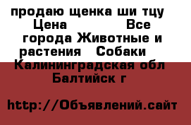 продаю щенка ши-тцу › Цена ­ 10 000 - Все города Животные и растения » Собаки   . Калининградская обл.,Балтийск г.